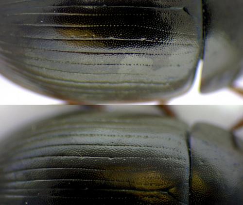Réf. 275 684 : Hydrobius fuscipes